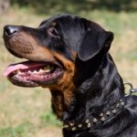 コニカル・スタッズ付き犬の首輪（中・大型犬用）