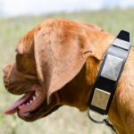 幅広いプレート付き革の首輪