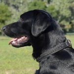 中～大型犬用2枚の革製チョークカラー