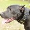 2 Ply Leather Decorated Dog Collar for Pit Bull