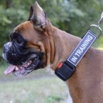 犬のナイロン製首輪（バックル付き）