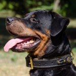 三つ編とコンチョ付き 革製 中・大型犬用デコカラー