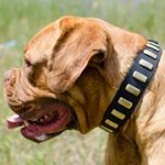 プレート付き犬のレザーカラー