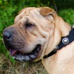 シャー・ペイ用銀色のコンチョ付きナイロンの首輪