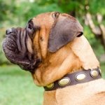 オーバルコンチョ付きレザーの首輪