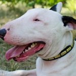 プレート付きブルテリア用革の首輪