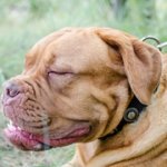 銀色のコンチョ付きナイロンの首輪（中・大・超大型犬）