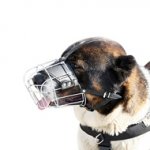 コーカシアン・シェパード・ドッグ用ワイヤー製口輪