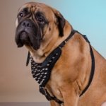 中・大型犬用スパイク付き革の犬用ハーネス