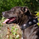 銀色のコンチョ付きナイロンのピットブル用首輪