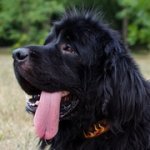 「炎」装飾された本革首輪（中・大・超大型犬用）