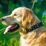 スタッズ付　本皮革製　犬用首輪