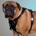 犬訓練、しつけ用高級な革製犬用ハーネス