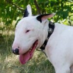 銀色のコンチョ付きナイロンのブルテリア用首輪