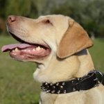 三連のスパイク・玉スタッズ付き犬用首輪