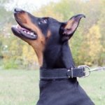 ドベルマン用柔らかいフェルトの裏打ち付き首輪