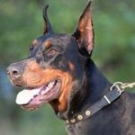 丸いスタッズ付　本革製　犬用首輪