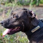 迷子札付きピットブル用首輪