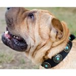 コンチョで装飾されたシャー・ペイ用革製首輪