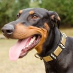 シルバースパイク・真鍮プレート付きドベルマン用首輪