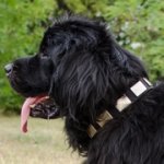 中・大・超大型犬用プレート付きナイロンの首輪