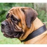 ２枚の革製犬訓練用首輪