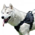 犬の訓練・散歩用ナイロンのハーネス