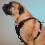 多目的な革製中・大型犬用ハーネス（胴輪）