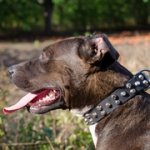 3連コニカル・スタッズ付きピットブル用首輪