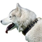 犬用のスパイク・カラー（ナパ・レザーの裏打ち付き）