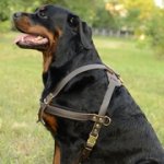 手作りの革製犬用ハーネス（中、大型犬用）