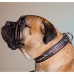 「有刺鉄線」の模様付き革製犬用首輪