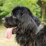 中・大・超大型犬の訓練用本革の首輪