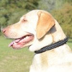 中型犬・大型犬用の革製首輪　三つ編みデザイン