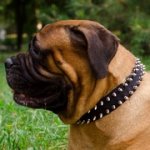 2連のスパイク付きナイロンの首輪