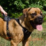 カネコルソという大型犬用 ハーネス　安全な本革の材料製