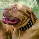 新製品！スパイクで装飾された革の首輪