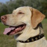 中・大・超大型犬用スタッズ付き革製首輪