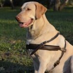 大型犬用多目的な革のハーネス（胴輪）