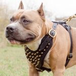 アムスタッフ用スパイク付き革のハーネス