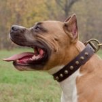 アムスタッフ用コニカル・スタッズ付き革の首輪