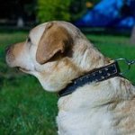 スパイク付　本皮革製　犬用首輪