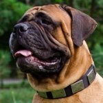 幅広いプレート付きナイロンの首輪（中～超大型犬）