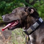 ピットブル用幅広いプレート付きナイロンの首輪