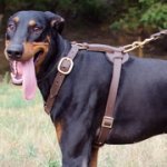 ドーベルマン用手作りの革のハーネス
