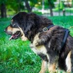 犬の散歩・トレーニング用ハーネス《本革製》