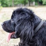 中・大・超大型犬用用二枚革のチョークカラー