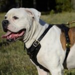 スタイリッシュな革の犬用ハーネス