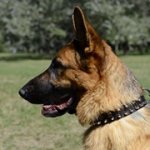 ジャーマン・シェパード・ドッグ用三連のスパイク・玉スタッズ付き首輪