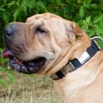 ニッケルのプレート付き中・大型犬用レザーカラー